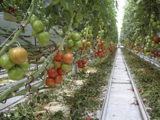 4.000 de oameni ar putea intra în şomaj